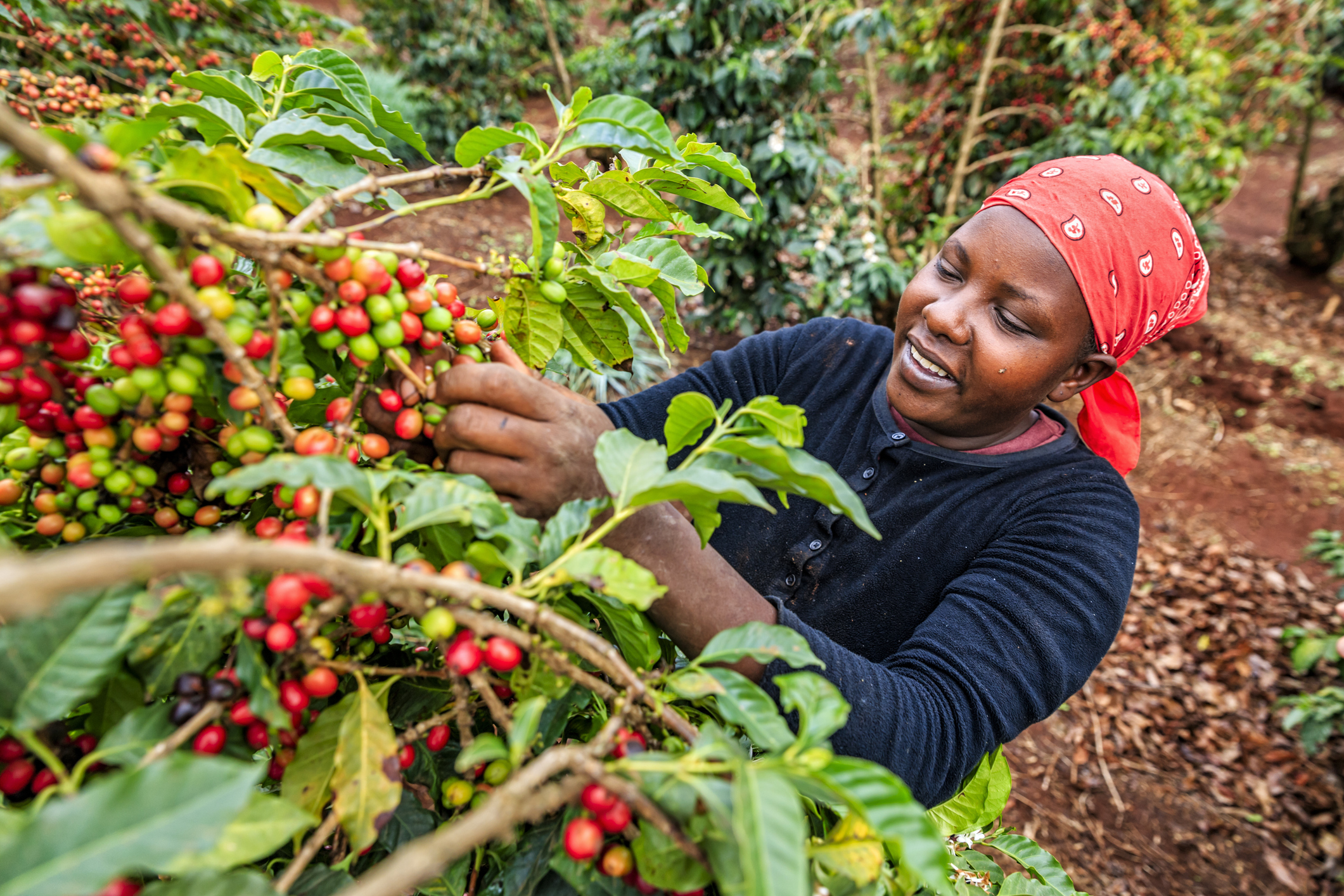 A woman collecting coffee berries from a coffee plant in Kenya.