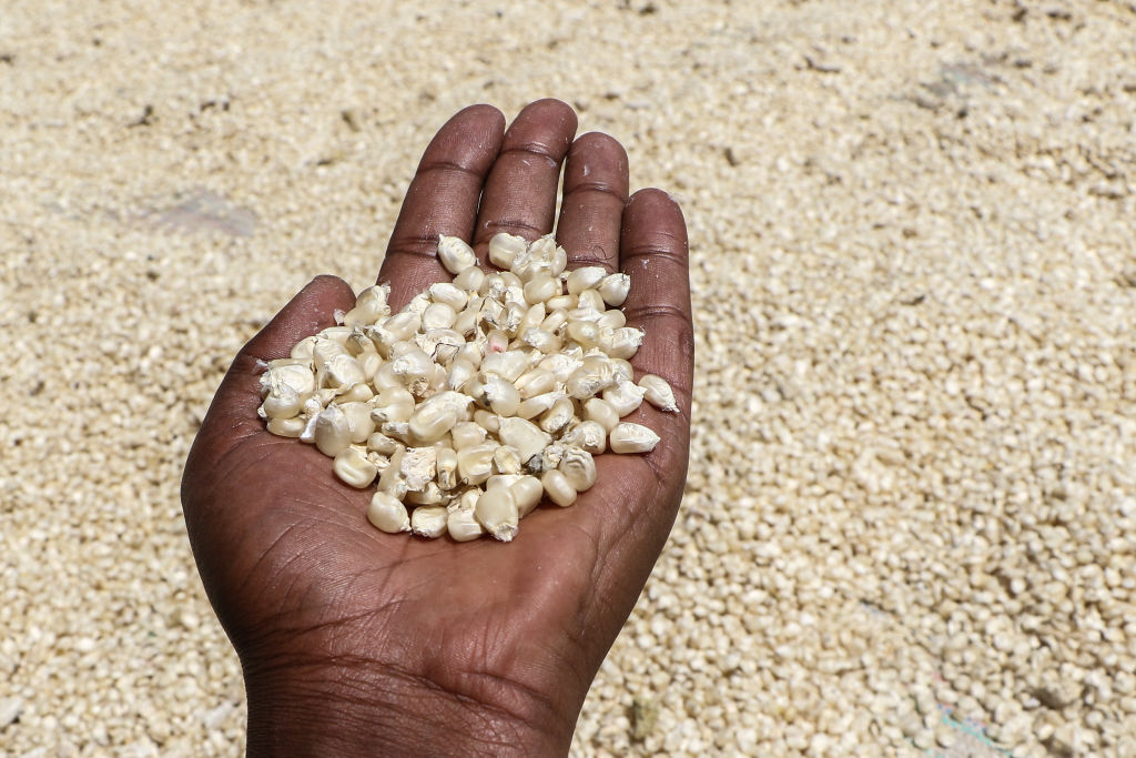 A hand holds sun-dried corn kernel