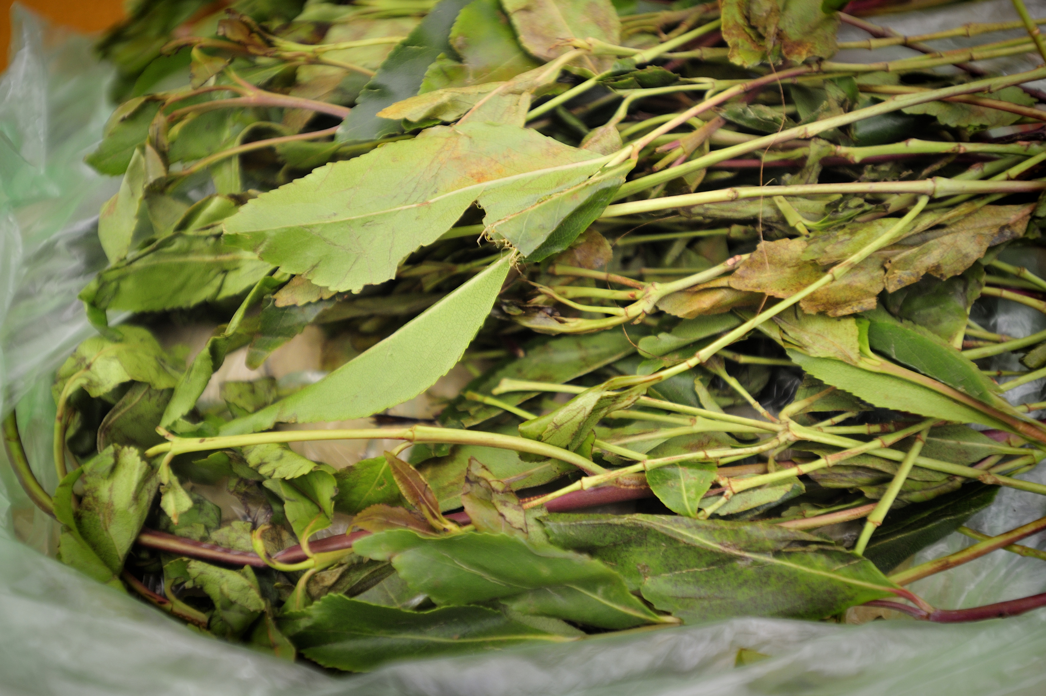 Miraa leaves after harvesting.