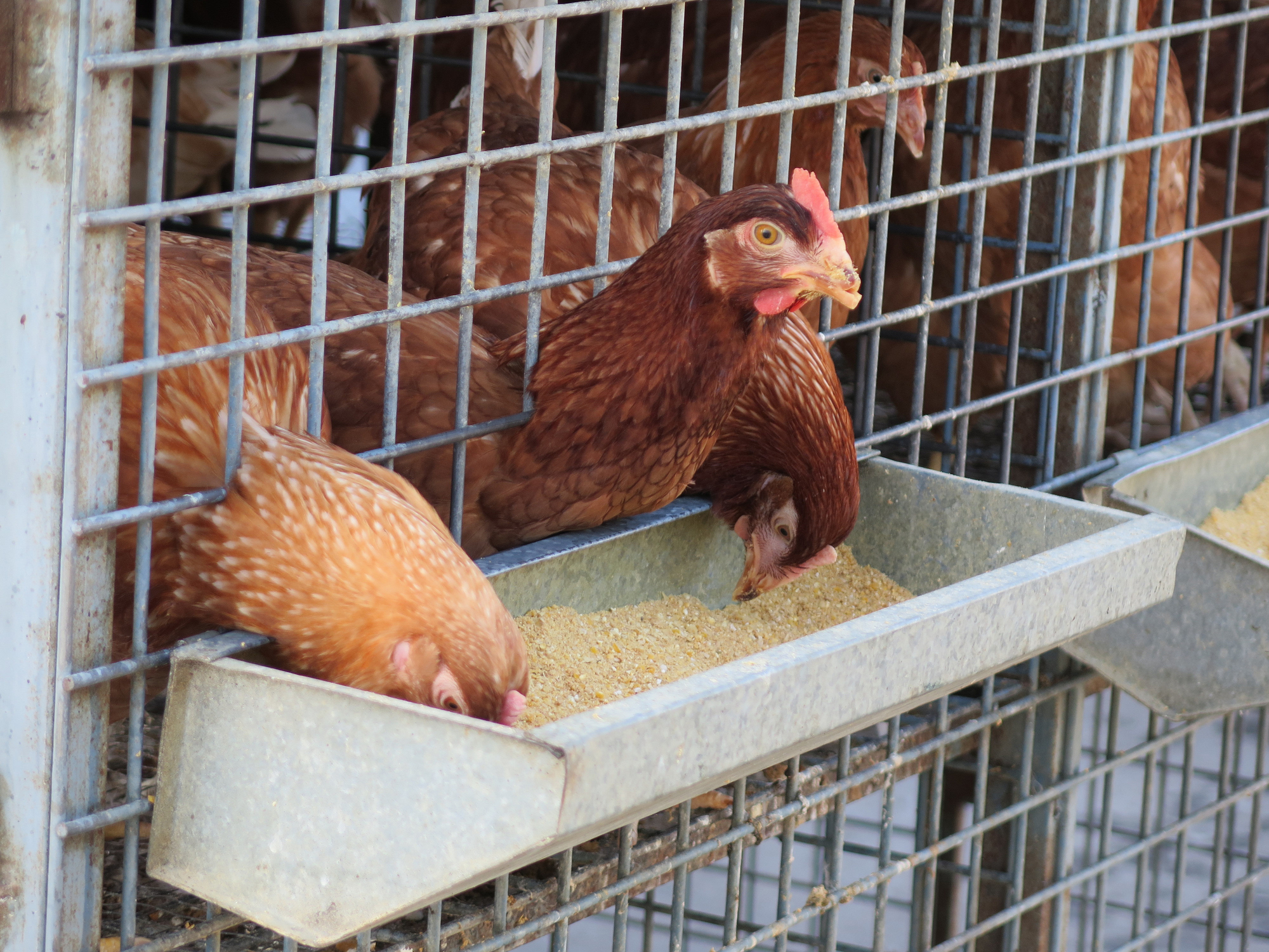 Caged chicken for sale at a local agricultural store.