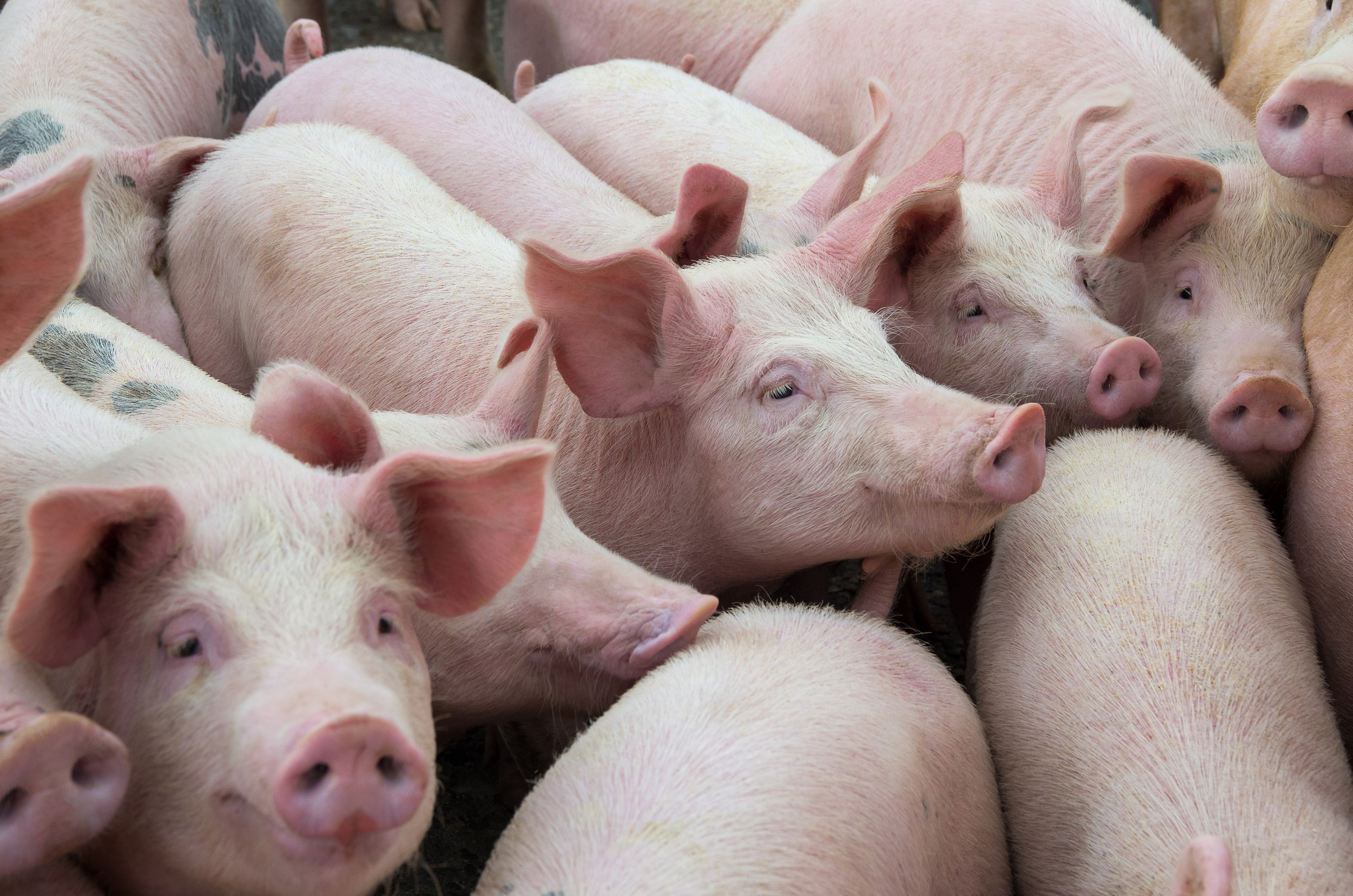 A group of pigs in a farm yard.
