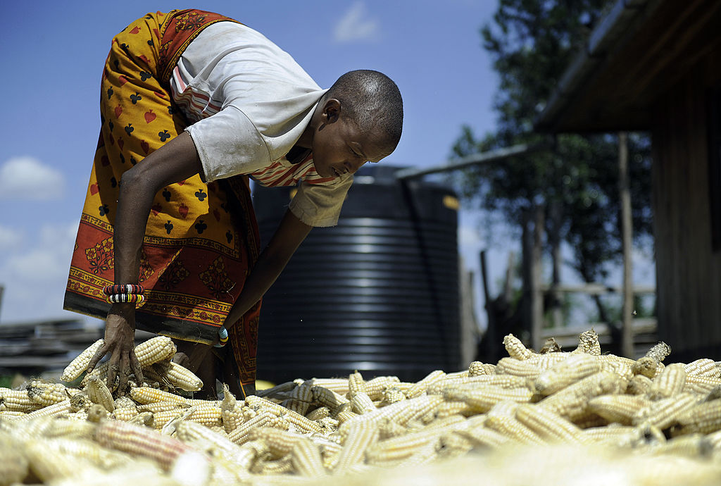 A farmer sun dries their maize
