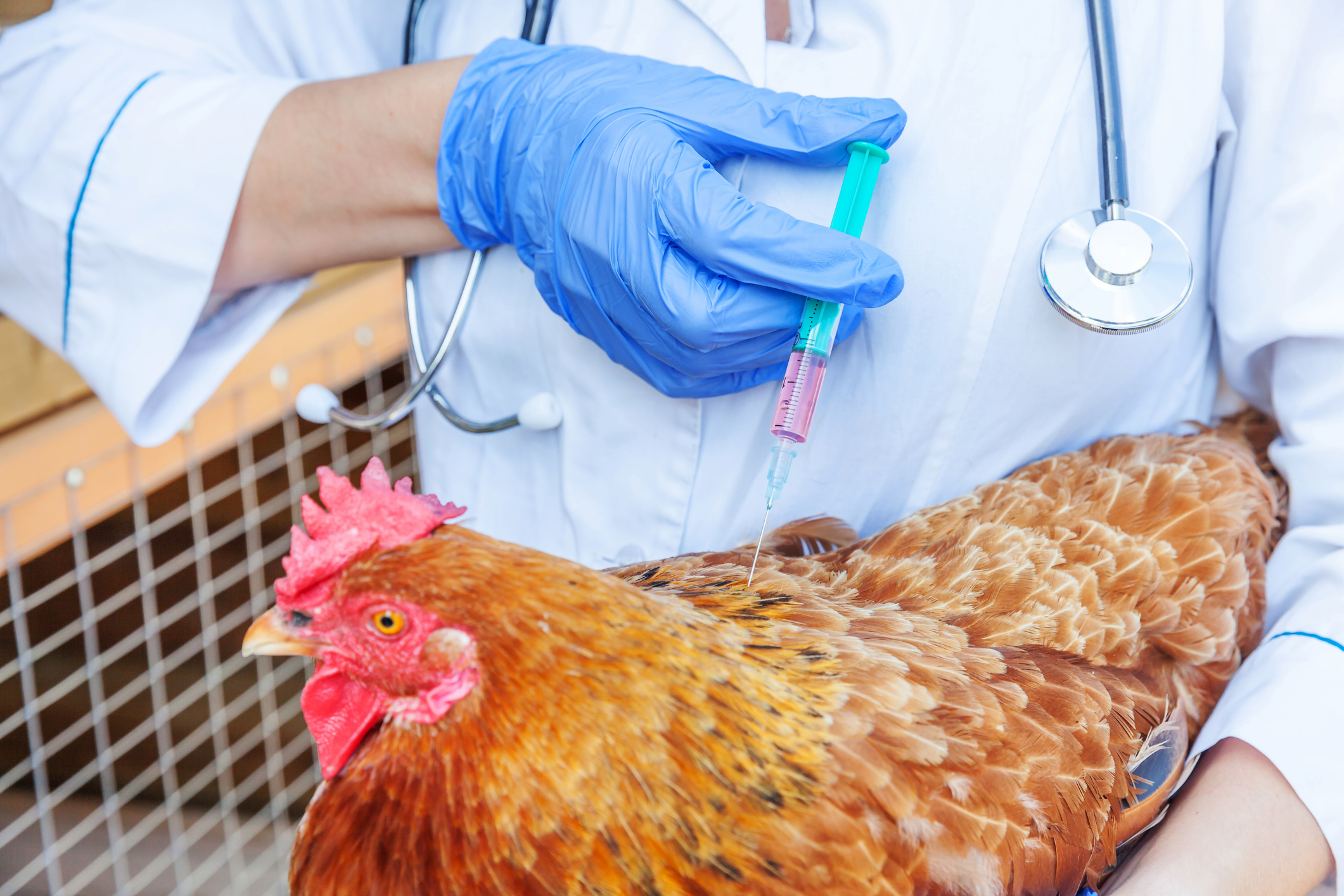 A veterinarian with a syringe injecting a chicken.