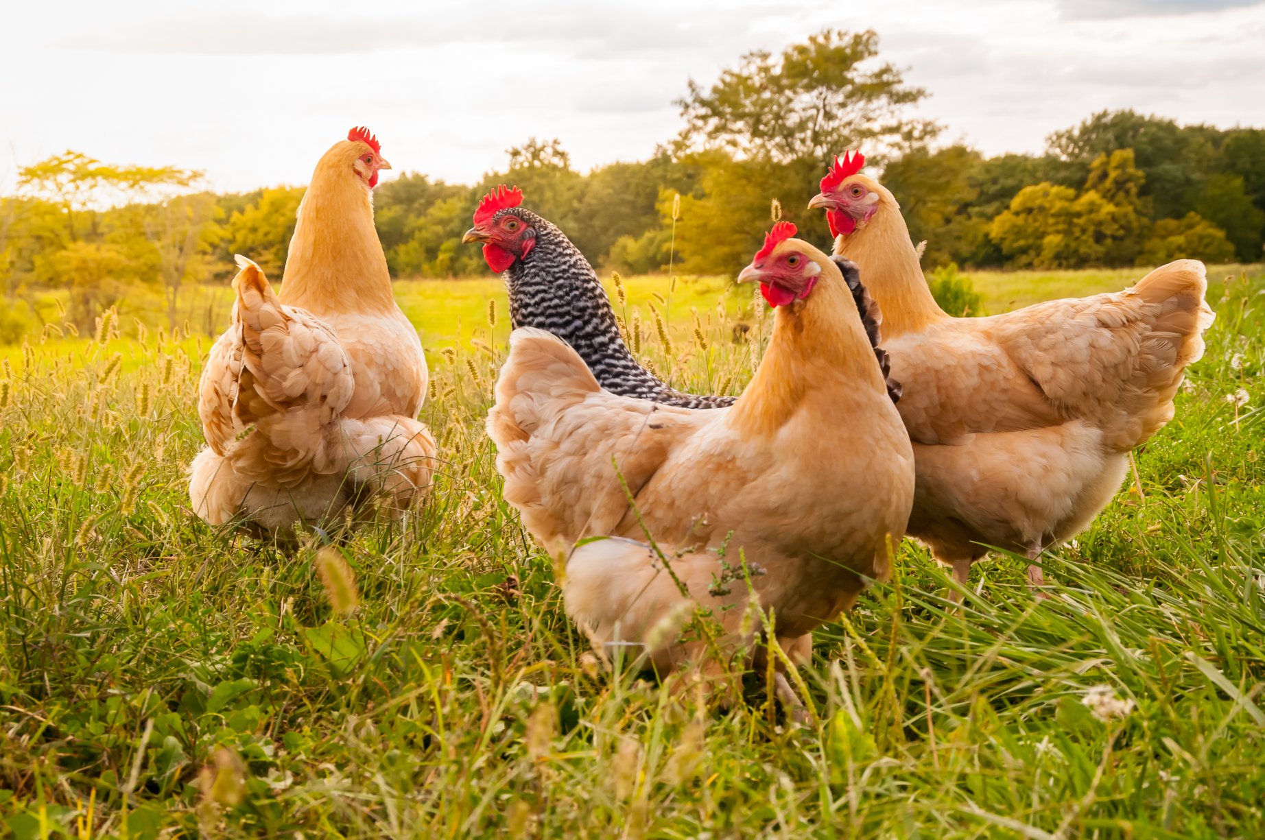 Kienyeji chicken roaming on a farm in Kenya.