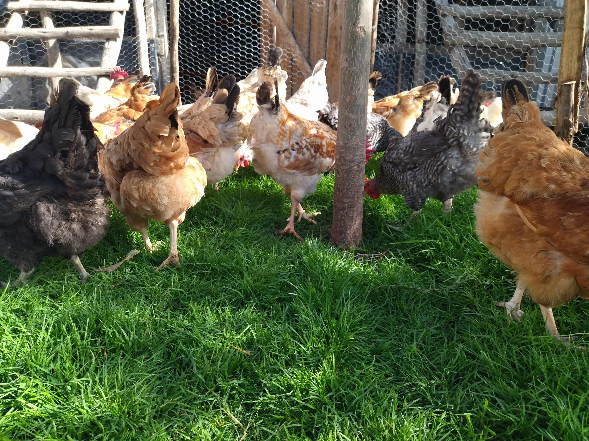 Improved kienyeji chicken in a free-range system.