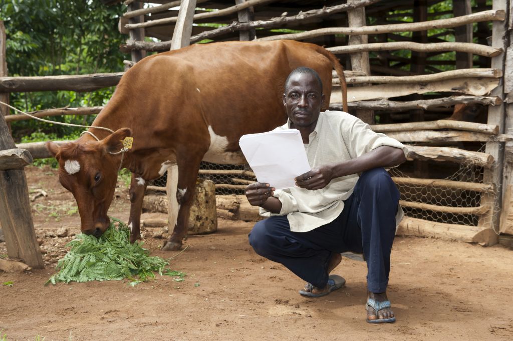 Farmer reading the milk records for his ayrshire dairy cow, while the cow eats crop behind him