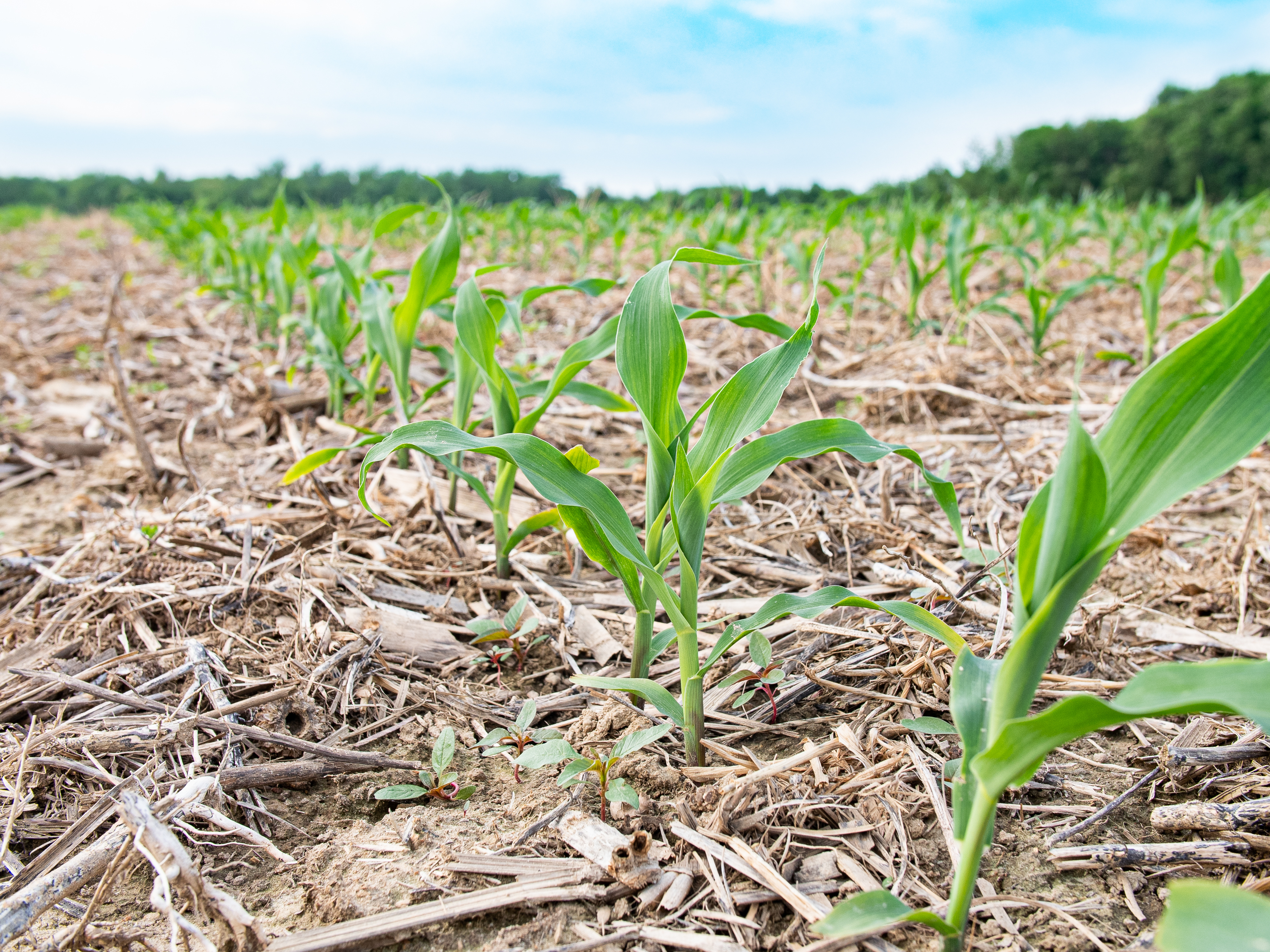 Maize plants surrounded by cereal cover crop residue.
