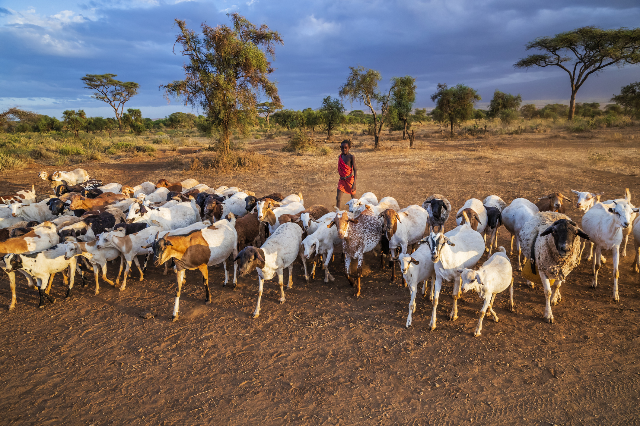 A young boy from Masai tribe coming back home with goats in Kenya.