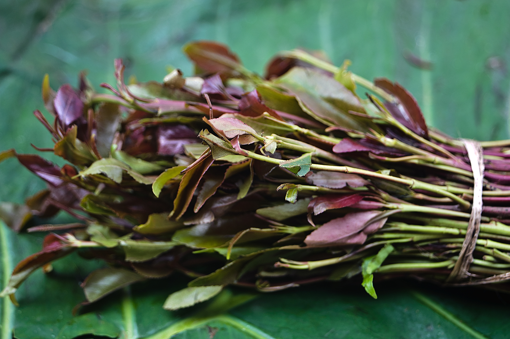 Khat leaves produced by a small-scale farmer in Kenya.
