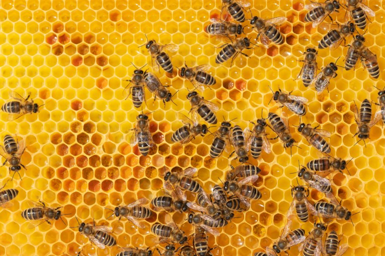 Bees roaming on a honeycomb.