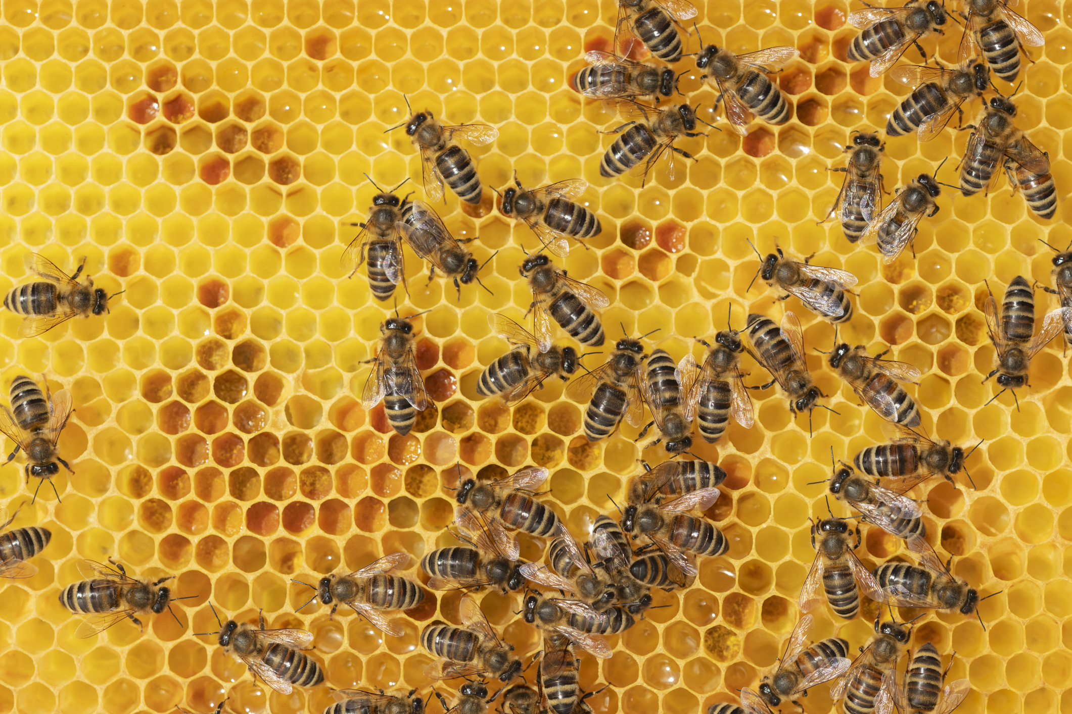 Bees roaming on a honeycomb.