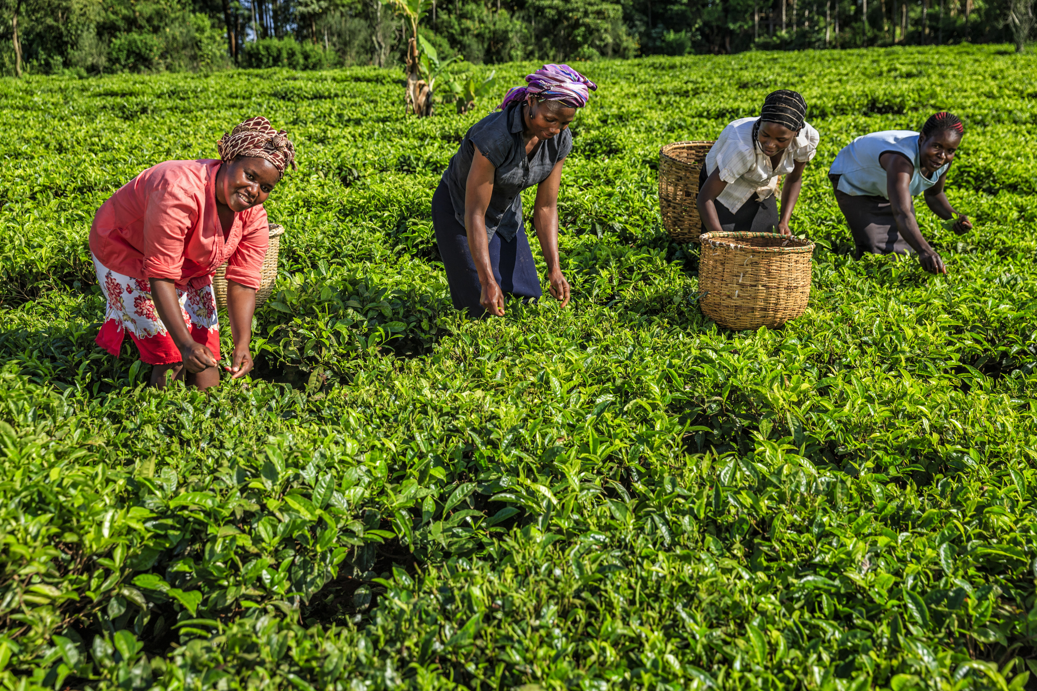 A group of women plucking tea leaves on a plantation in Kenya.