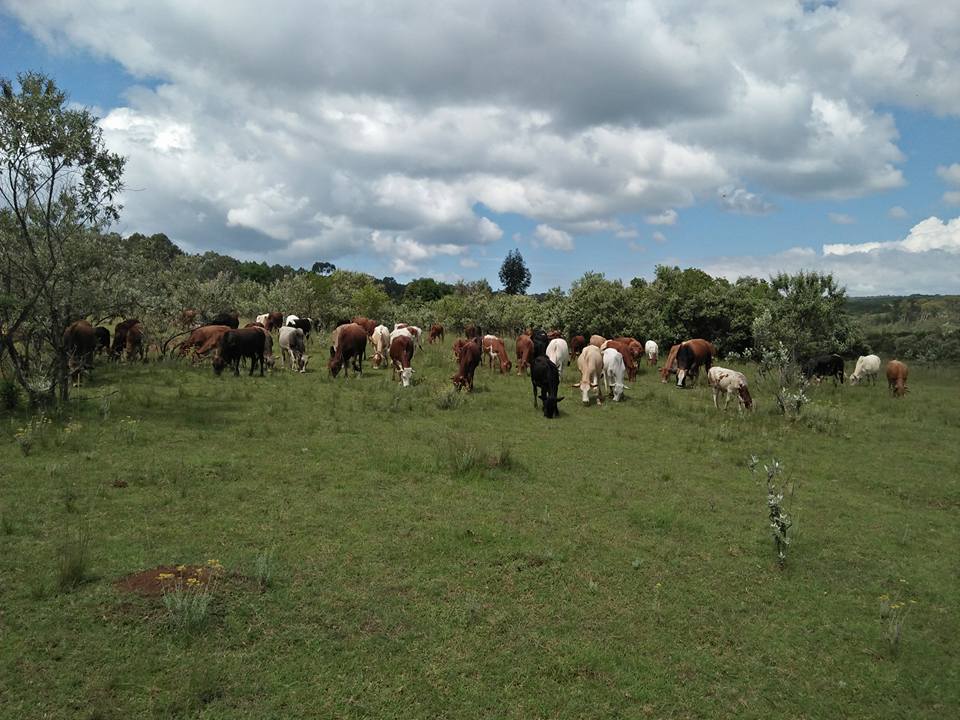 A herd of cattle grazing on a piece of land surrounded by trees.