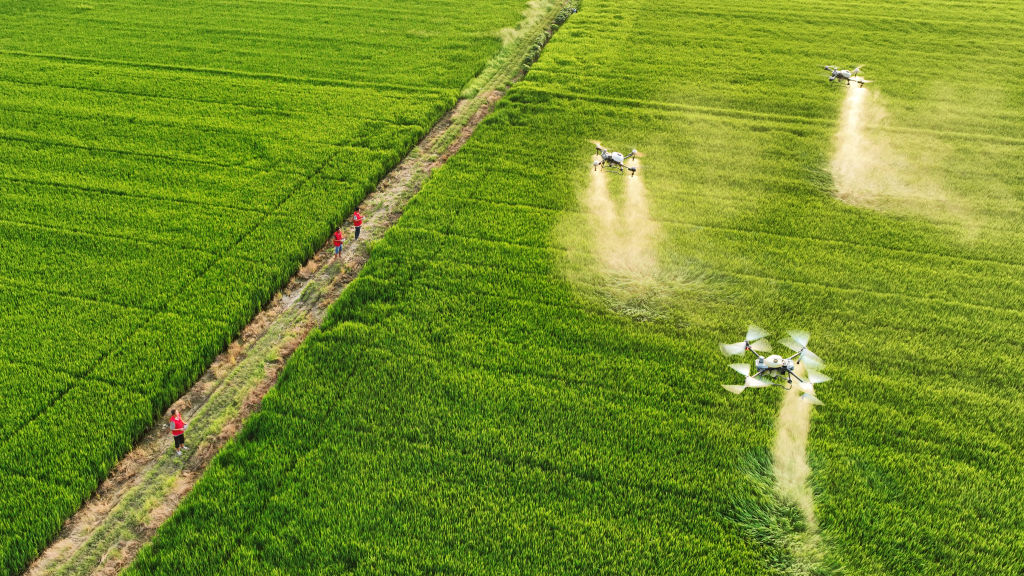 Farmers using agricultural drones to spraying crops