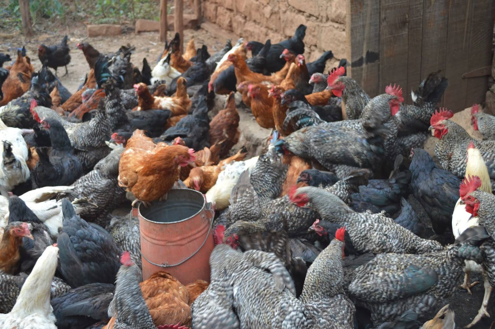 A large flock of chicken gathered outdoors.
