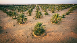 The Desert – Perfect Farming Grounds? Key Lessons on How to Thrive