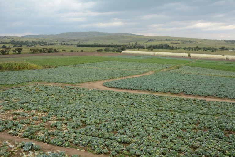 The 520-Acre Israeli Dream Agriresidential Property in Solai That Got People Talking