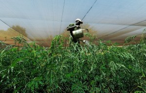 Kenya Unveils Carbon Registry, Aiming to Boost Climate Finance Credibility